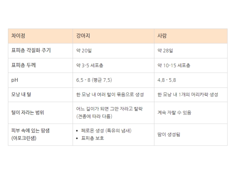 강아지 피부 vs 사람 피부 비교하는 표