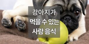 강아지가 먹어도 문제 없는 사람 음식 5가지