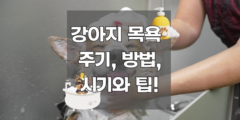 강아지 목욕 주기, 방법, 시기와 샴푸 고르는 팁