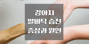 강아지 발바닥 습진 증상과 원인