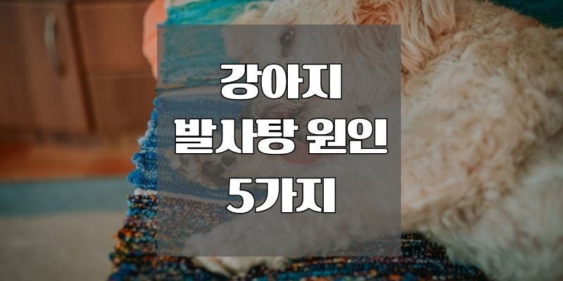 강아지 발사탕 원인 5가지