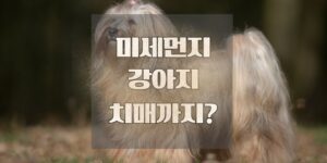 미세먼지 때문에 치매 환자 뇌가 되는 강아지(ft.산책 팁)
