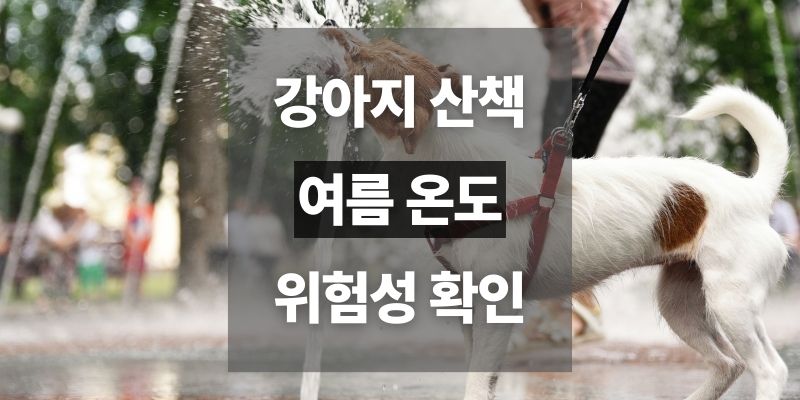 강아지 산책 여름 온도 화상 주의