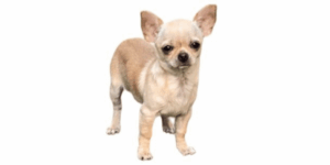 강아지 관절영양제 선택 기준 3가지 딱 비교해드림